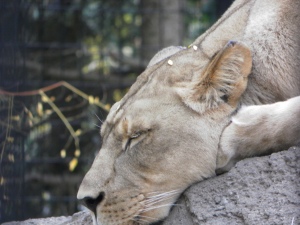 lioness sleeping at zoo